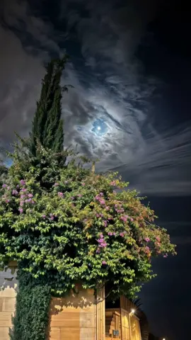 🥀جيتك صادق احساس مغرم بك وحبك🌝  #عبدالله_ال_فروان #شيلات #تصميم_فيديوهات🎶🎤🎬 #مجرد________ذووووووق🎶🎵💞 #اكسبلور 