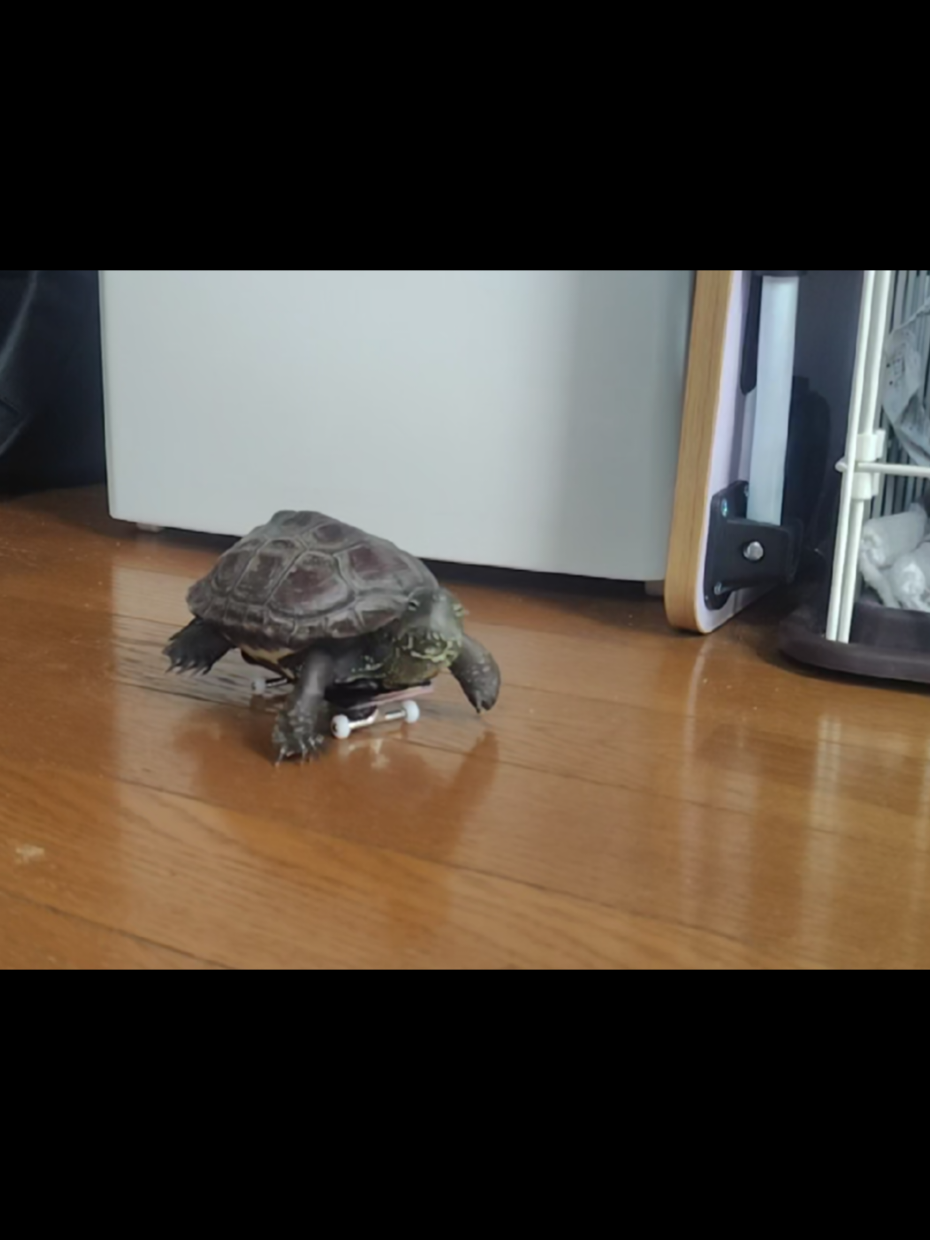 手のひらサイズのプロ🐢🛹 #skateboardturtle #クサガメ軍曹 #スケボー亀 #猫のいる暮らし 