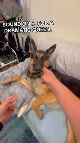 Funny German Shepherd Dogs#fyp #funnyvideos #funnytiktok #funnydog #pet 