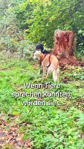 Wenn Tiere sprechen könnten… #liebezutieren #tierkommunikation #tierenergetik 