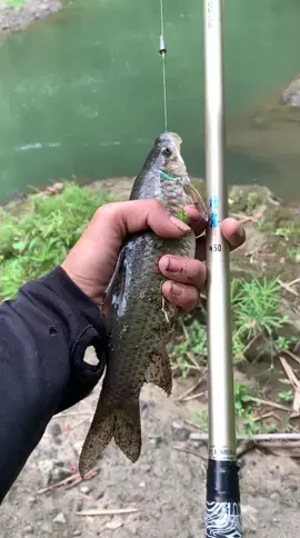 perlumutan #nutulnilem #foryoupage #mancingliar #microfishing 