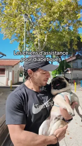 Les chiens d’assistance pour diabétiques de type 1. Capables de repérer hyper et hypo. #diabete #sante #chien #dt1 #glycemie 