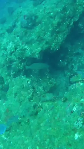 #spearfishing #spear #freediving #diving #fish 