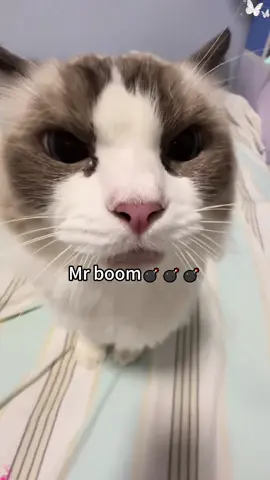 Every meow deserves an Oscar😼🏆#cat #catsoftiktok #fyp #catlover #funnyvideos 