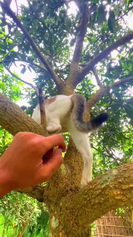 বিল্লু আমার শয়তা*ন হয়েগেছে, #cat #foryoupage #bdtiktokofficial #trending #fyppppppppppppppppppppppp @TikTok @TikTok Bangladesh 