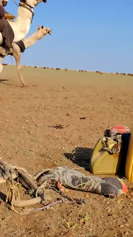 #البطانة_جمال_البادية_والريف #الخريف_والجو_الجميل🍁🍂 #متابعه_ولايك_واكسبلور_، 