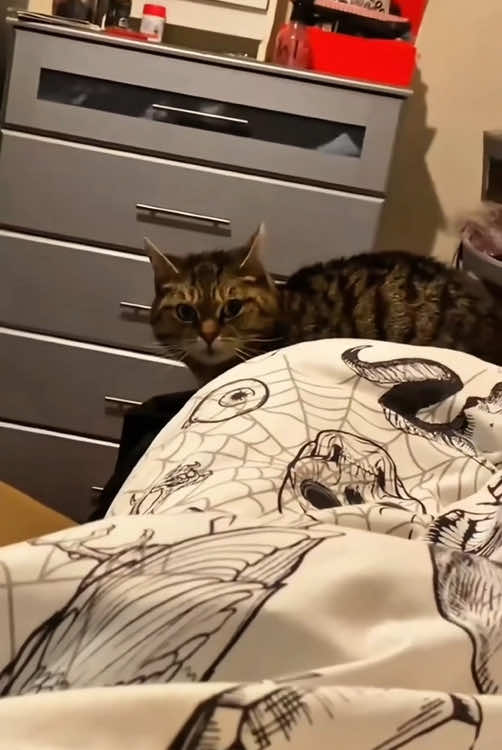 My cat understands every word🤣🤣#cat #catsoftiktok #funnycat #funnyvideo #funnytiktok #fyp #foryou #tiktok 