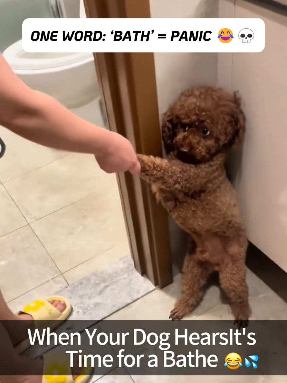 The dog panicked after listening to the bath word #dog #dogs #funnydog #doglovers #dogsoftiktok 