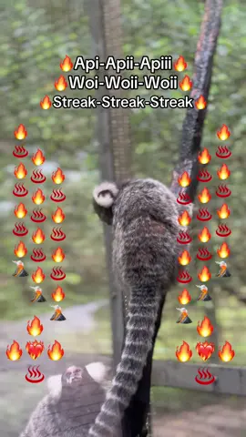 Woi-Api-Streak🔥❤️‍🔥♨️🌋🔥❤️‍🔥♨️🌋#VinWonders #GreenCreator #dulich #vinpearlsafariphuquoc #chuoi 