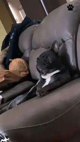 Ignored by the dog #funny #fyp #funnyvideos #tiktok #ignore 