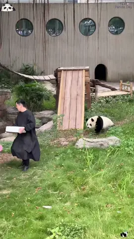 Playing with pandas makes me very happy ❤️#fyp #panda #pandababy #happy #funny #cute #core #fouryou #usa🇺🇸 #cutepanda #kungfupanda 