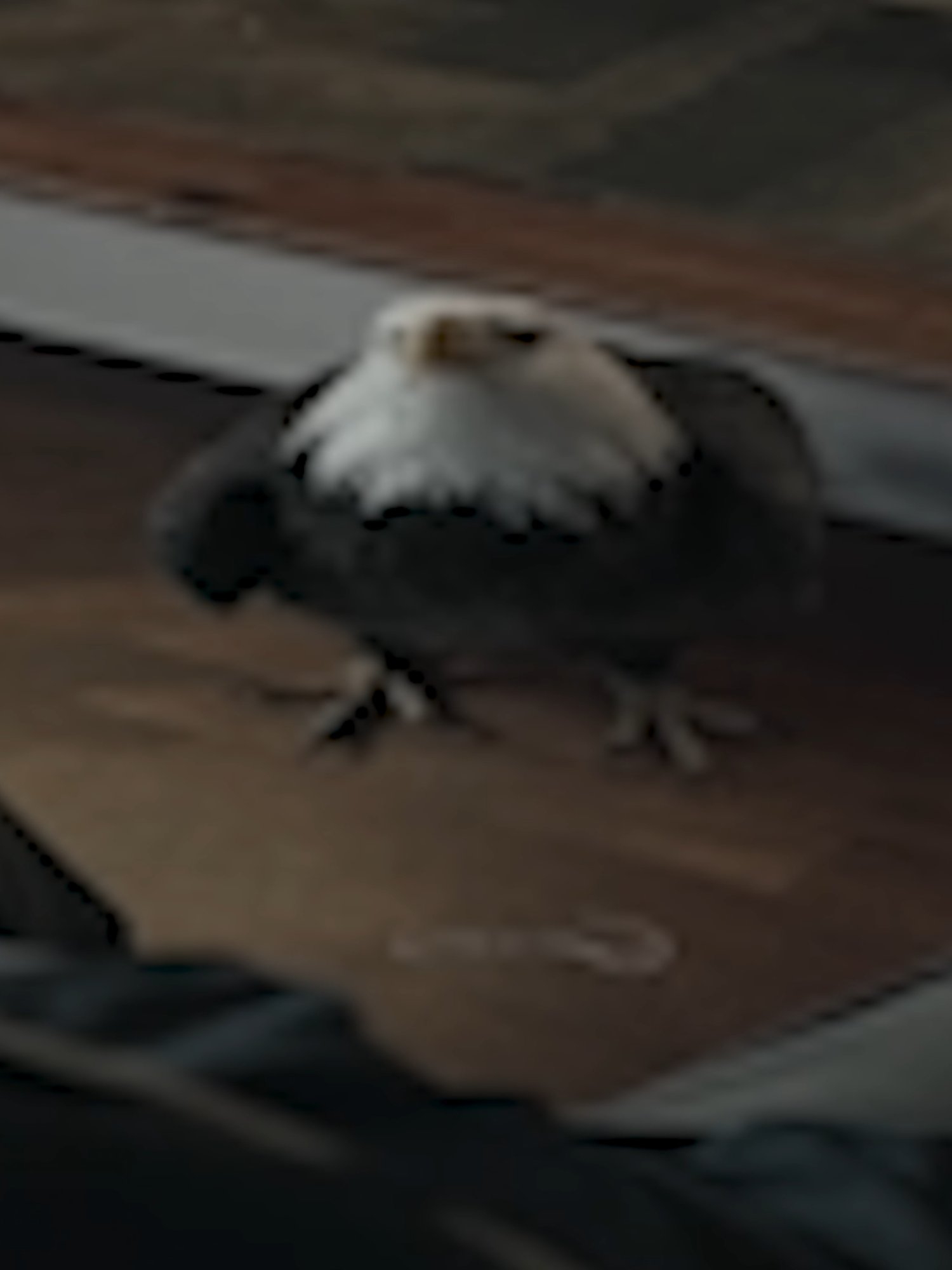 Eagly, the best pet in the world. Attacks A.R.G.U.S. and brings string. #peacemaker #eagly #economos #memestiktok #dcu #johncena #dc #jamesgunn