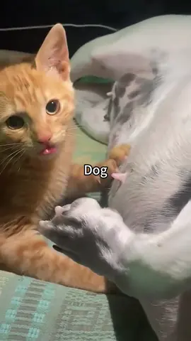 When Your Dog Forgets It's a Dog#dog#funny#funnyanimals#funnypets#animals #pet #longervideos#catsoftiktok #fyp