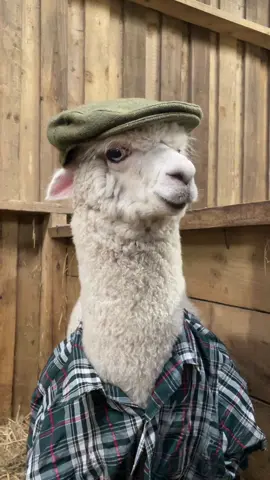 Av ya sin me screw driver?🦙 #alpaca #farmer #funnyanimals #farmlife #fyp 
