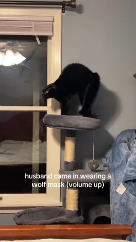 CAT:I don’t like these #funny #funnyvideos #cat #pet #foryou #fpy 