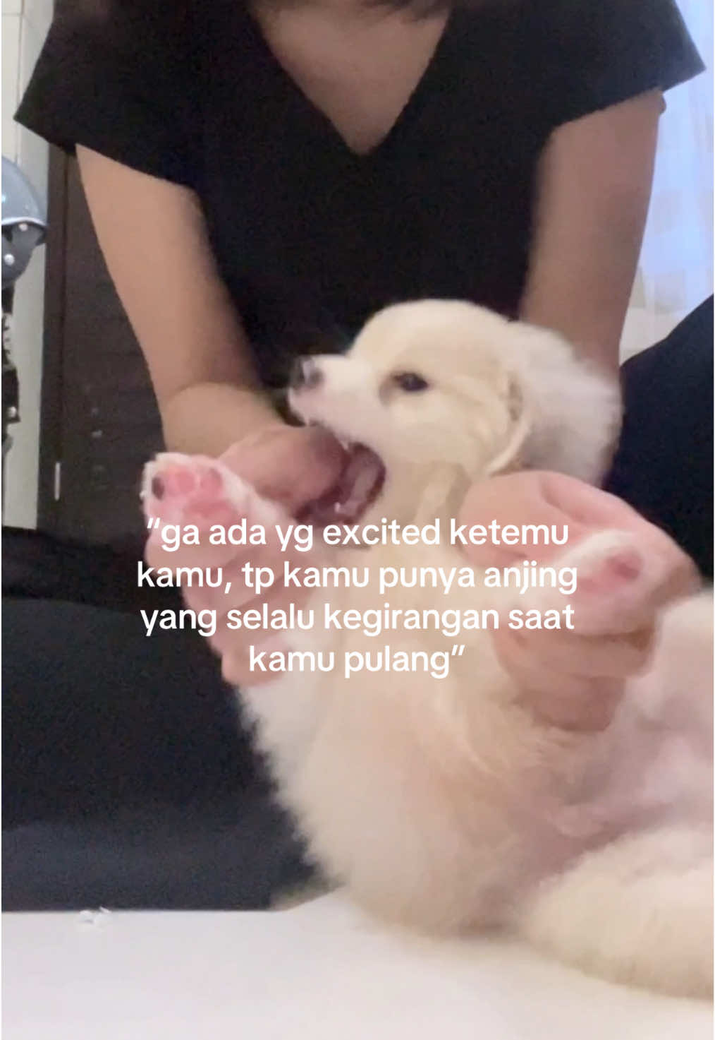 hidup yang lama ya ponyoo ❤️ #fyp #puppy #pomeranian #doglovers #fyppppppppppppppppppppppp 