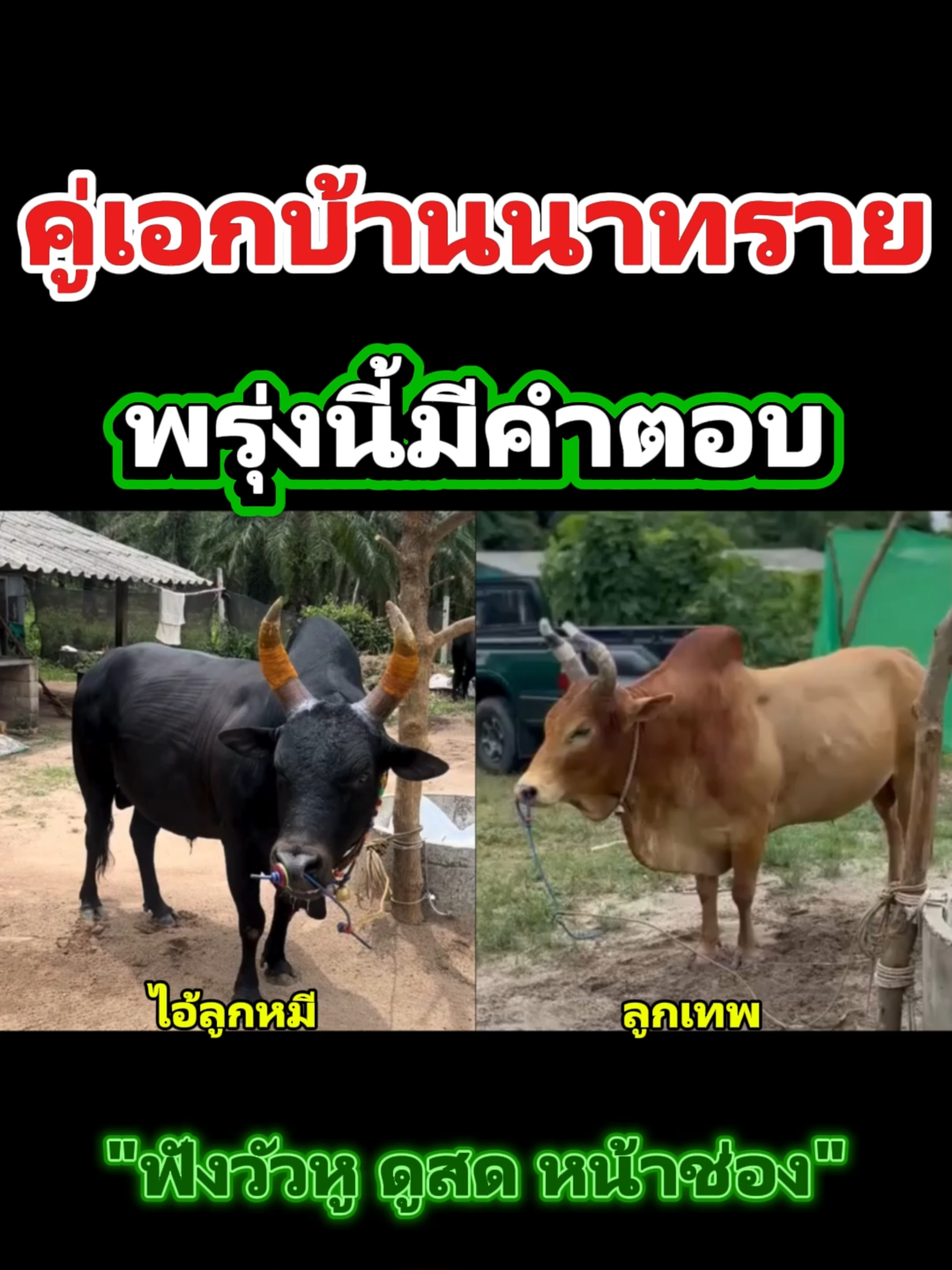 คู่เอกบ้านนาทราย #โคขาวงามปานเพชร_เพชรลูกเต๋า #ลูกเทพ #โคนิลบูรพาพยัคฆ์ #ไอ้ลูกหมี #สนามกีฬาชนโคบ้านนาทราย #วัวชน #วัวชนวันนี้ #นักรบวัวชน