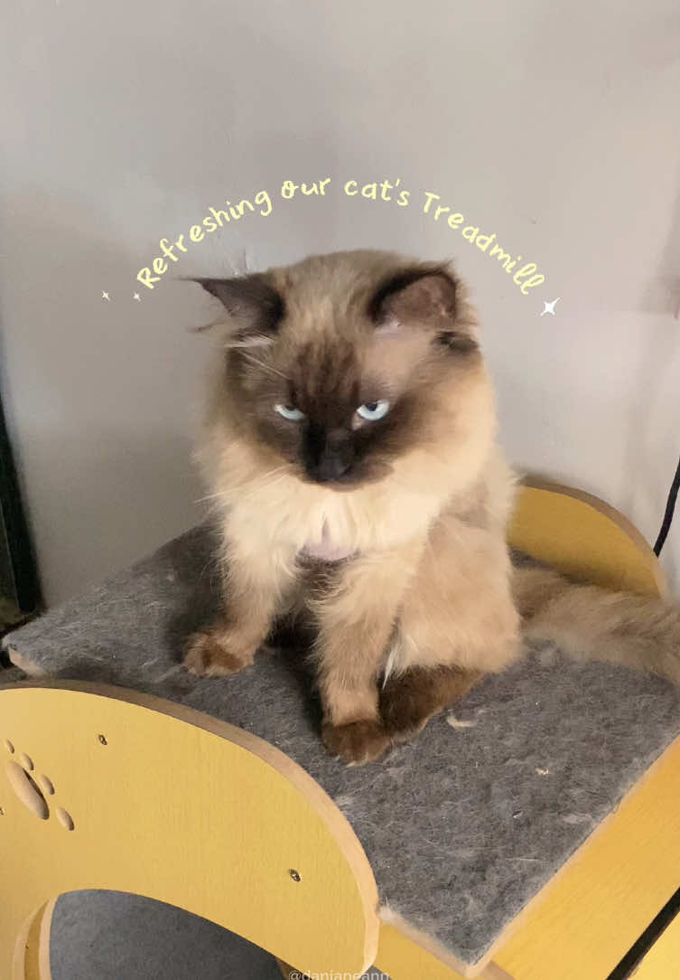 Refreshing our cat’s treadmill! Sobrang useful ng cat hair remover na ’to as a furparent, tanggal agad ung fur. Also, don’t forget the pet enzyme!  #cats #CleanTok #cathairremover #petdeodorizer #creatorsearchinsights 