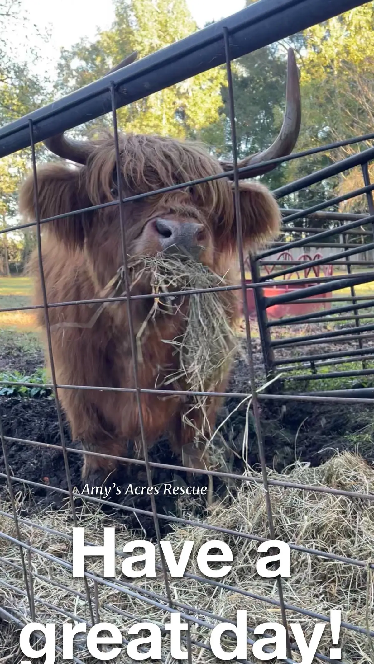 Good Moo’rning and happy Monday friends from Meadow and the rest of the gang.  Have a marvelous day! #foryoupage #friendsnotfood #Love #cows 