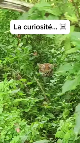 Filmer un tigre à 3m de distance à l’arrière d’un pick up, qu’est ce qui pourrait mal aller!? 😅 #animaux #tigre #nature #danger 
