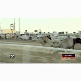 خود#هجن_الشحانيه #هجن_الرياسة #هجن_السعودية #هجن_الشحانيه 