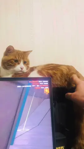 😾??? #cutecat #cats #catsoftiktok #funnyvideos 
