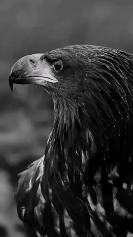 #viral #fypシ゚ #tiktok #foryou #explorepage 