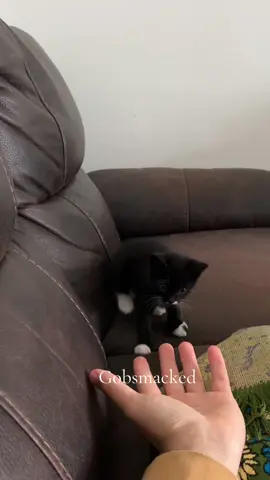 Bro defo thinks its witchcraft #kittensoftiktok #youreawizardharry 