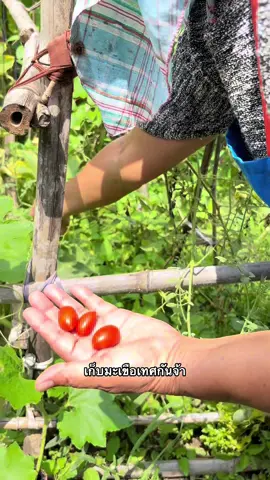 ชิวๆ จ่ะ เก็บมะเขือเทศสดๆ กัน #มะเขือเทศ #ผักสวนครัว #ผักรอบบ้าน #อยู่บ้านนอก #บ้านนอกของฉัน 