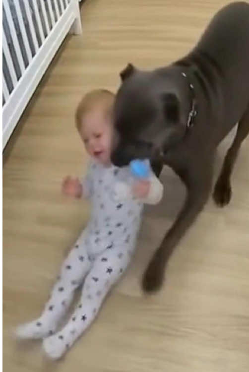 Dog alway protect baby in critical moment #baby #dog #protect #Love #tiktok   