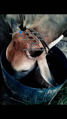 untirenn ilate jii #peternakmuda #fyppppppppppppp 