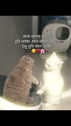 😌❤️🌸 #foryoupage #hasan_bhuiyaa #viralvideo #bdtiktokofficial #fygpシ @TikTok Bangladesh 