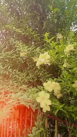 #foryoupage #foryou #viraltiktok #tiktok 