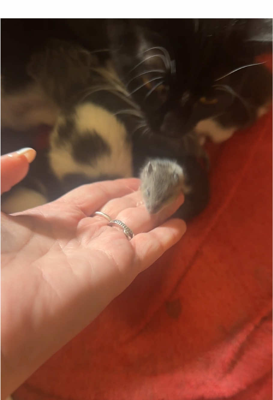 Cats and other animals 🐱🐱🐱 #catlover #funny #foryou #cute #catsoftiktok 