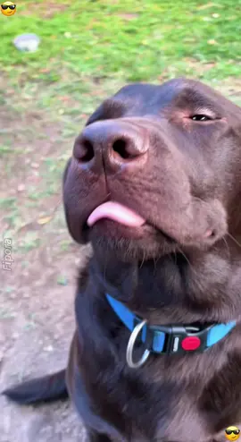 BUSTED🤣 #dogfails #dogs #dogsvideo #funnyanimals #dogcommunity   