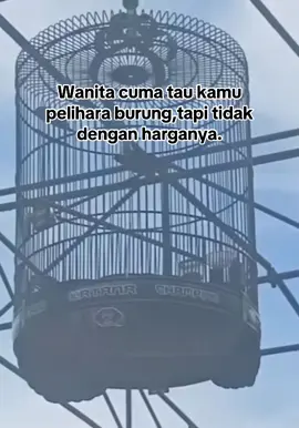 #kicaumania #muraibatu #sarolangun pemula om!.