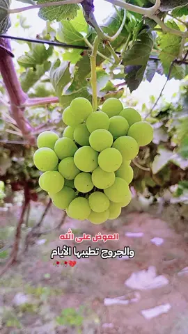 تابعوني فدوه☺️ #متابعة #لايك #اكسبلور #الشعب_الصيني_ماله_حل😂😂 #تصويري_احترافي_الاجواء👌🏻🕊😴 
