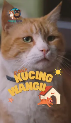 Pasir kucing berkualitas nggak harus mahal! 🐾 🌱 100% Alami 💧 Daya serap tinggi 🚫 Nggak sekadar nutup bau, tapi netralisir! 🧼 Gumpalan padat, tinggal sendok 💥 Diproduksi oleh pembuat Markotops – Pawsitive hadir lebih ekonomis dengan kualitas setara! 👇 Klik KERANJANG KUNING buat langsung checkout! #pawsitive #kucing #anabul #fyp #foryoupage 