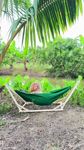 Ruộng nhà bông#dog #poodle #cuncung #thucung #bongmapbabao 