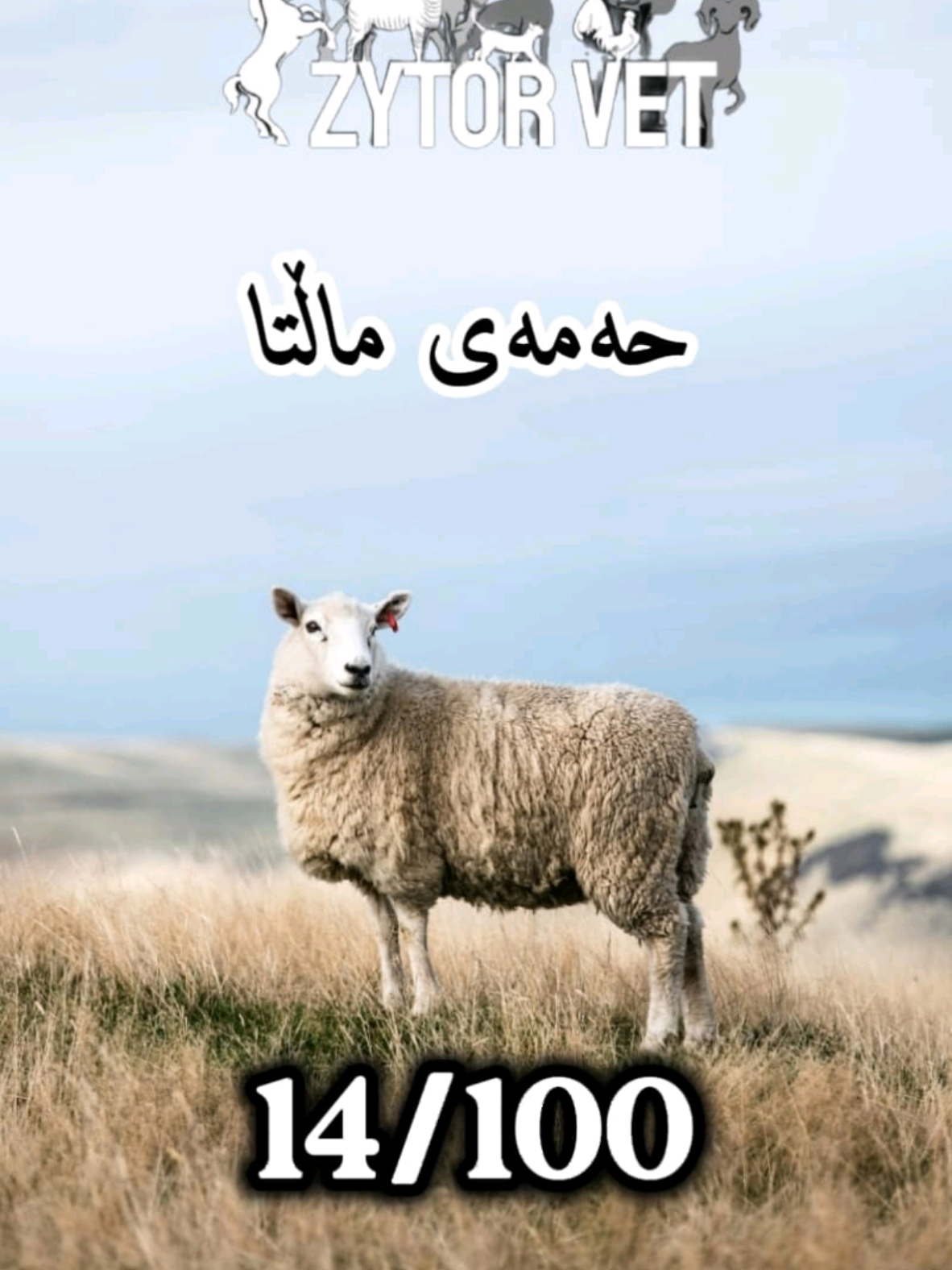 دەشگوازرێتەوە!!!