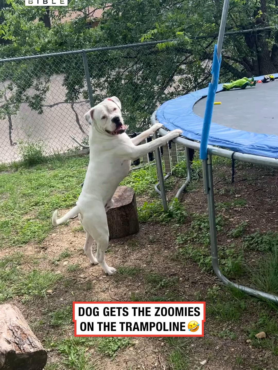 The way he's running 🤣 (🎥: ViralHog) #ladbible #funnyvideos #animals #omg #zoomies #dogs