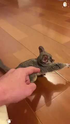 Galago😂#galago#cute#funny#fyp