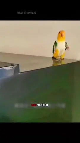 Vẹt Caique Đầu Vàng - Chú Chim Nhảy Múa Đáng Yêu và Đắt Giá. #khampha #thuvi #dongvat #vẹt #fyp 