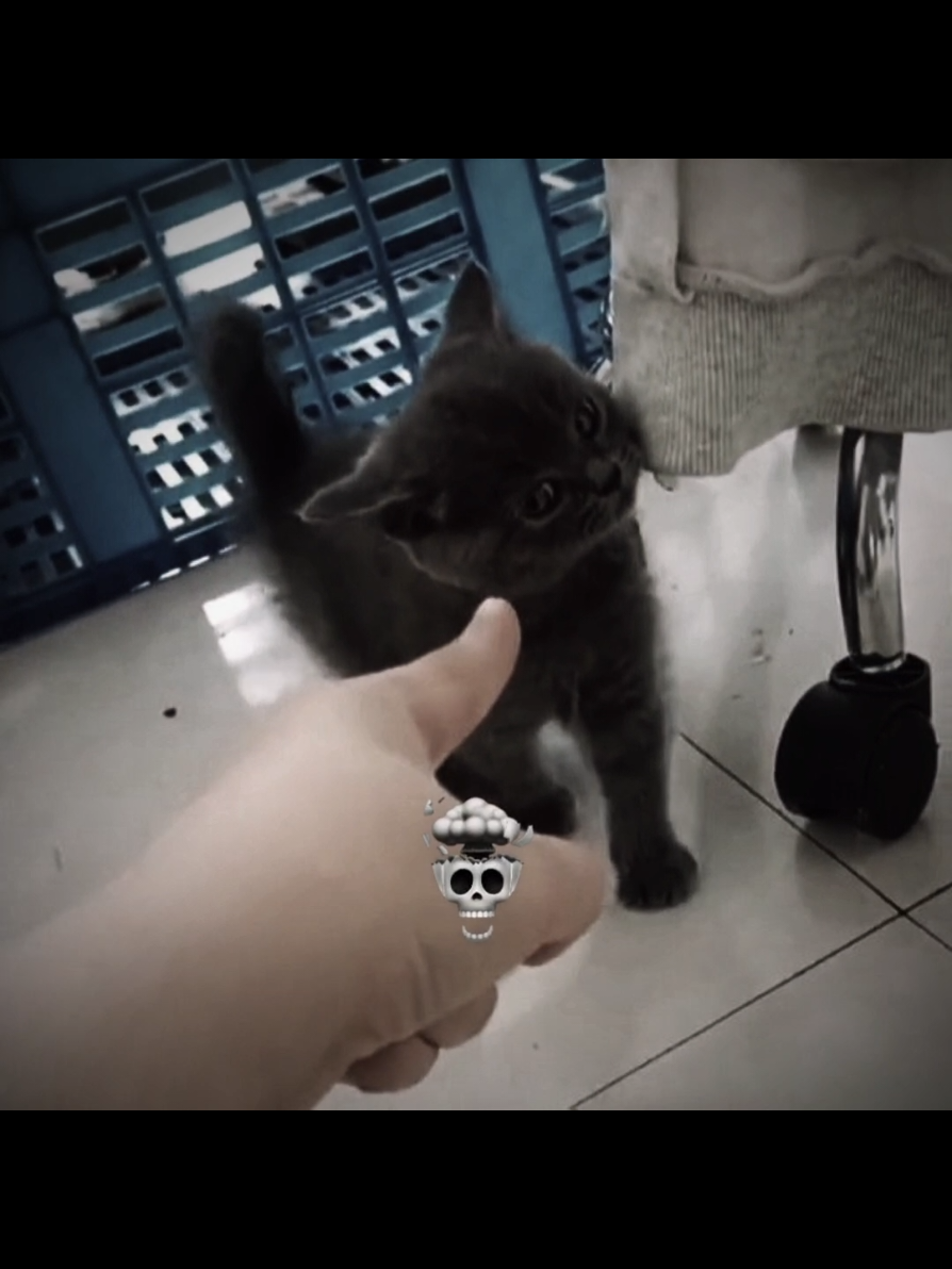Fearless Cats 😾☠️ #cat #cats #catlover 