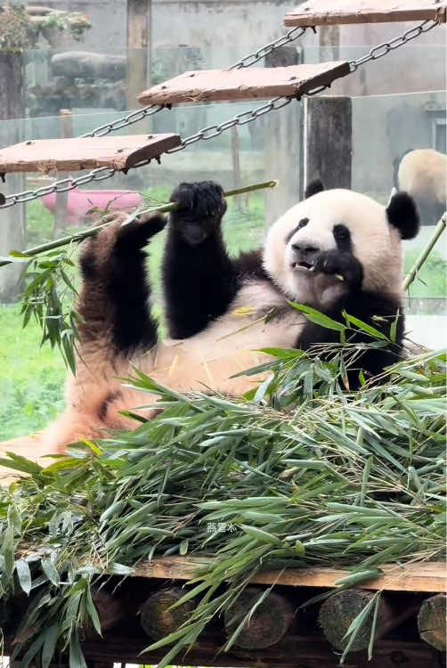 Cute Panda🐼I want to be a panda too.#panda #usa🇺🇸 #fyp #cuteanimals #pandasoftiktok 