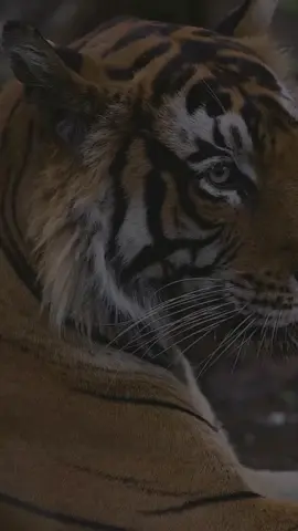 Harimau (Panthera tigris) adalah kucing terbesar yang masih hidup, memiliki tubuh berotot, belang oranye dengan garis hitam, dan taring tajam. Ukurannya bervariasi tergantung subspesies, dengan harimau Amur jantan dewasa bisa mencapai berat 300 kg dan panjang 3,3 meter, sementara harimau Sumatera jantan dewasa rata-rata sekitar 120 kg dan 2,5 meter. Harimau adalah pemburu soliter yang memangsa rusa, babi hutan, dan kerbau air, serta umumnya aktif pada pagi dan senja.  Ciri fisik       Ukuran: Harimau merupakan kucing terbesar di dunia. Ukurannya bervariasi tergantung subspesiesnya.  Harimau Amur jantan: Berat bisa mencapai (300) kg dan panjang sekitar (3,3) meter.   Harimau Bengal jantan: Berat sekitar (220) kg dan panjang sekitar (2,9) meter.  Harimau  Sumatra jantan: Berat sekitar (120) kg dan panjang sekitar (2,4) meter, menjadikannya jenis harimau terkecil.  Perilaku dan pola hidup Sifat: Soliter, kecuali saat betina bersama anaknya. Teritorial: Jantan mempertahankan wilayah yang lebih besar yang mungkin tumpang tindih dengan wilayah beberapa betina. Komunikasi: Menggunakan suara (raungan, dengkuran, dll.) dan penandaan aroma di wilayahnya. Berburu: Berburu sendirian dengan mengintai dan menyergap mangsa, membunuh dengan menggigit leher atau tenggorokan.  Habitat Lokasi: Hidup di berbagai wilayah di Asia, termasuk hutan hujan, padang rumput, dan pegunungan. Contoh habitat: Harimau Indochina hidup di hutan hujan tropis di Asia Tenggara seperti Kamboja, Laos, Thailand, Vietnam, dan Myanmar.  Perburuan menjadi ancaman terbesar harimau akibat perburuan dan perdagangan ilegal bagian tubuh harimau.  Hilangnya dan terfragmentasinya habitat secara drastis sangat mengancam kelangsungan hidupnya.  #animals #hewan #harimau #hewandilindungi #fyp 