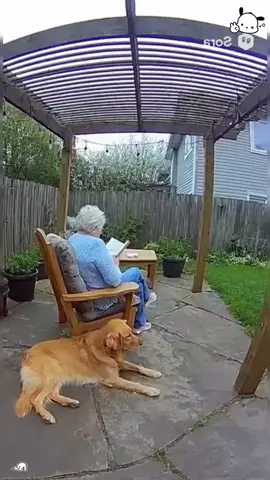 Hero dog❤️#dog#Love#funny#cute