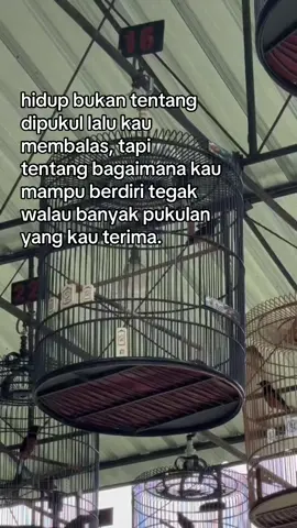 #kicaumaniaindonesia #kicaumania #storyburung #fyp #muraibatu 