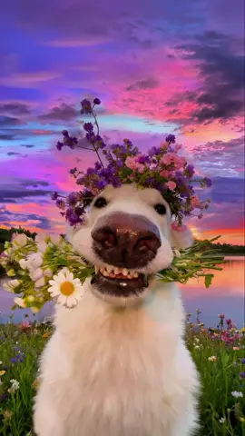 human, send you flowers,just watch the sunset with me✨ #sunset #fyp 
