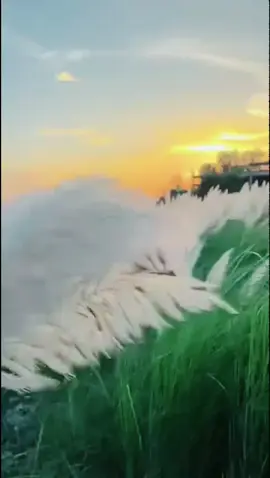 #duet with @suha afrin Riya নরসিংদী মেয়ে